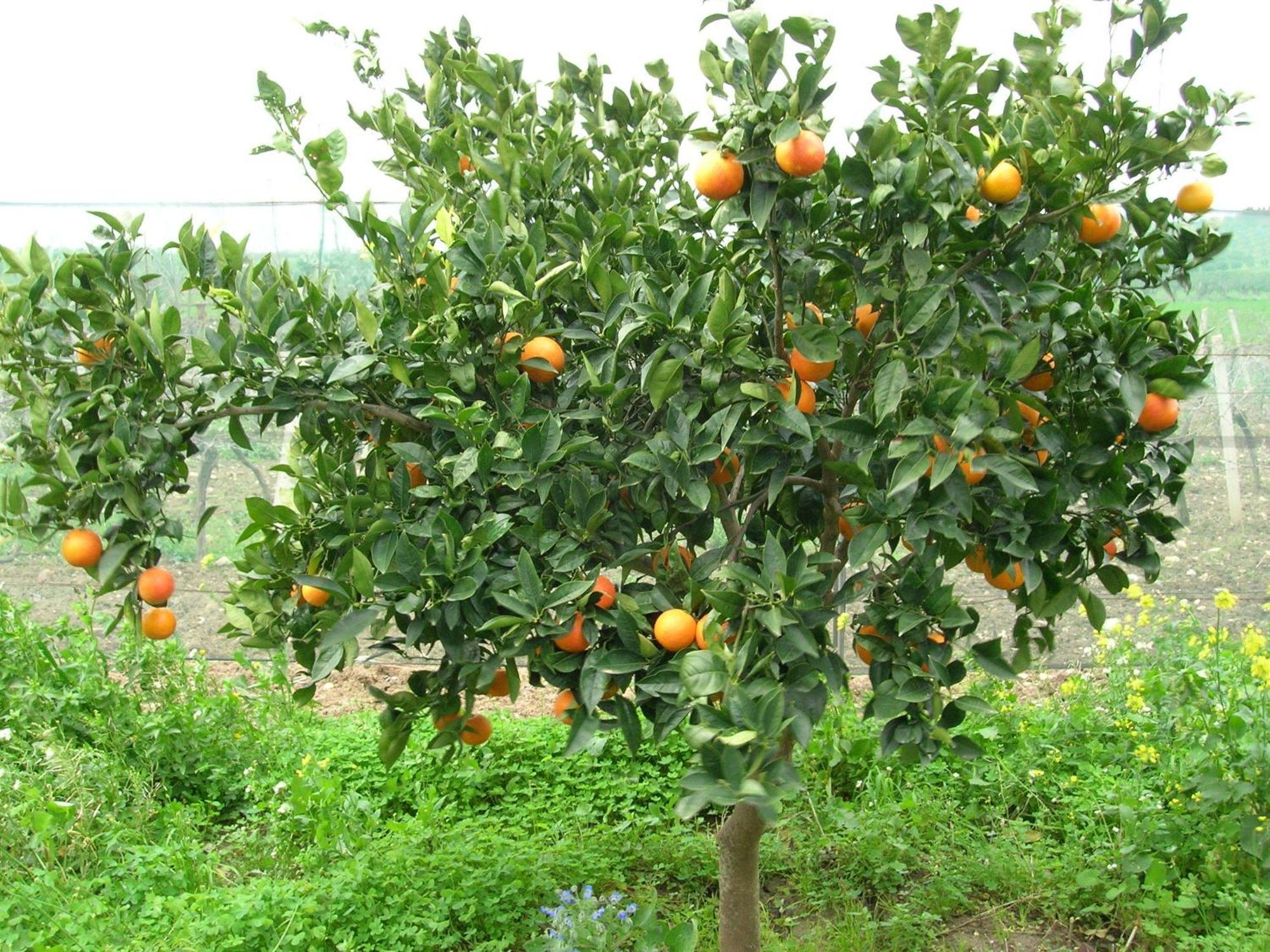 Agriturismo Baglio Donna Santa Dattilo Εξωτερικό φωτογραφία